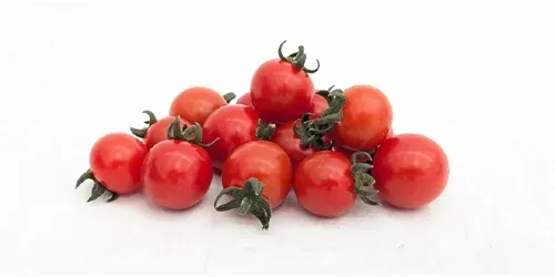 phytophthora resistente tomatenras Philamina Rood en rond