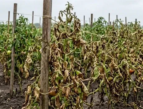 Een hand die een langwerpige, groene en rode tomaat aan de tros vasthoudt.