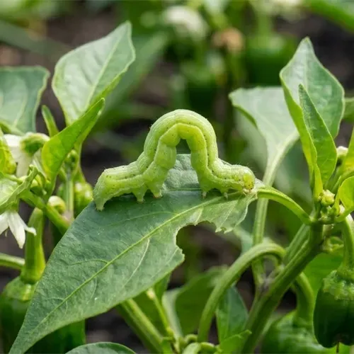 Groene rups die zich in een boog op een bladerrijke plant