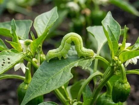 Tomatenplanten met rijpe rode en groene tomaten in een tuin, met een bordje waarop staat: 
