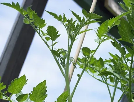 Tomatenplanten met dieven in een kas.
