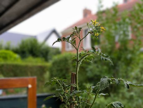 Hand die een tros rijpe rode zaadloze (knopen)  cherrytomaten vasthoudt in een kas.