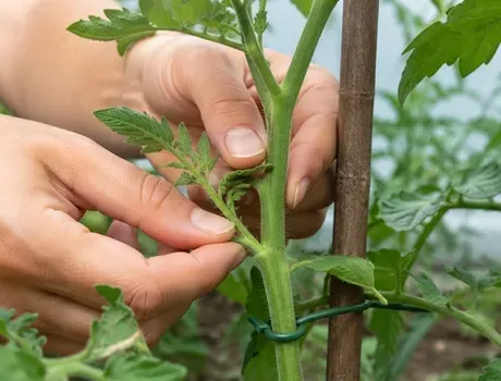Handen verwijderd een dief bij een tomatenplantenstengel (close-up).