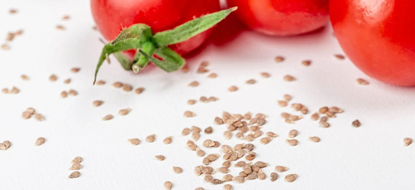 Rijpe tomaten aan de plant, die van groen naar rood verkleuren, met groene bladeren en een houten paal op de achtergrond.