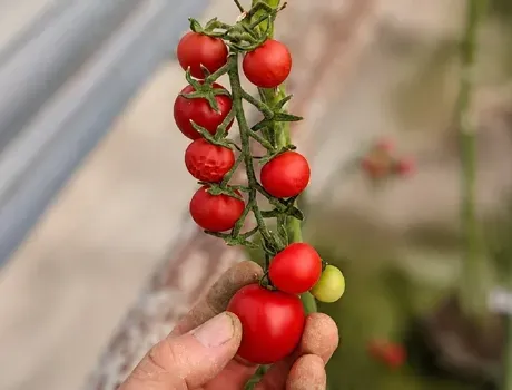 Hand die een tros rijpe rode zaadloze (knopen)  cherrytomaten vasthoudt in een kas.
