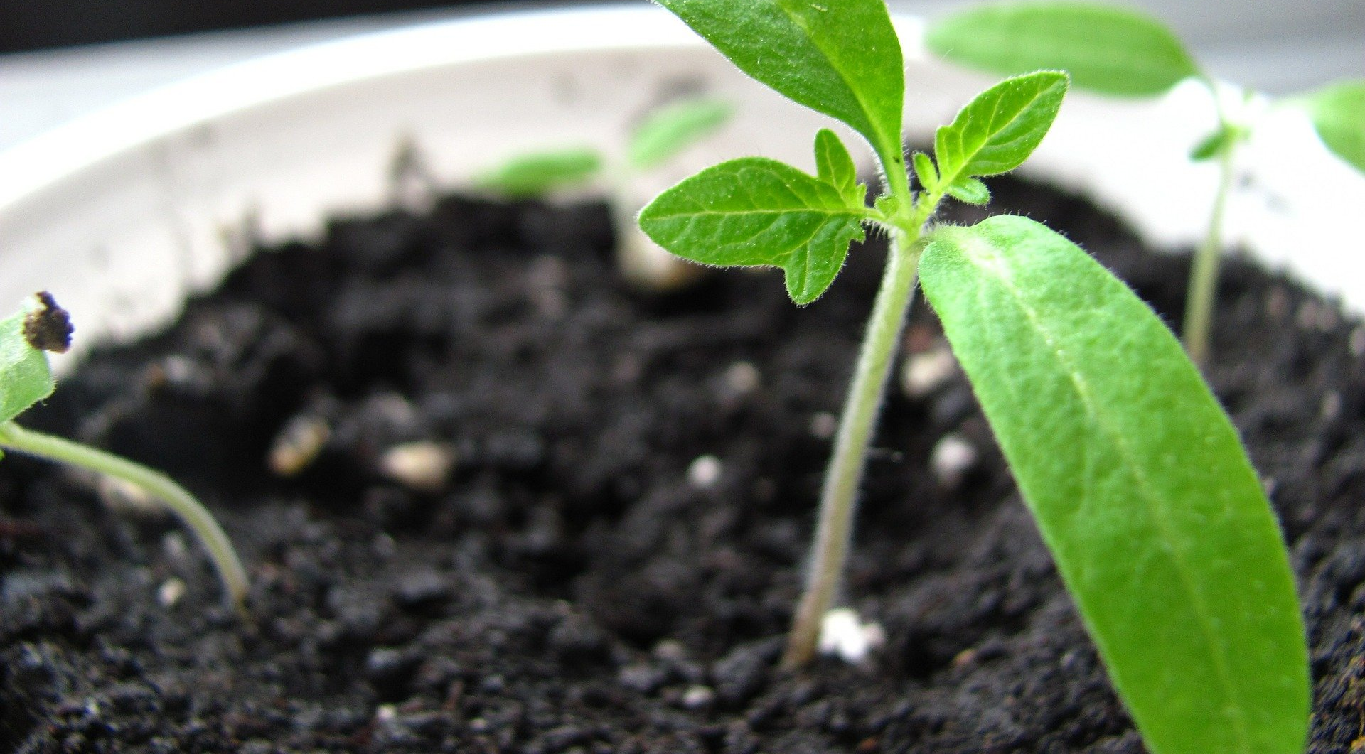 Rijpe tomaten aan de plant, die van groen naar rood verkleuren, met groene bladeren en een houten paal op de achtergrond.