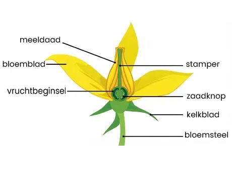 Gelabeld bloemdiagram met bloemblad, meeldraad, stamper, vruchtbeginsel, zaadknop, kelkblad en bloemsteel