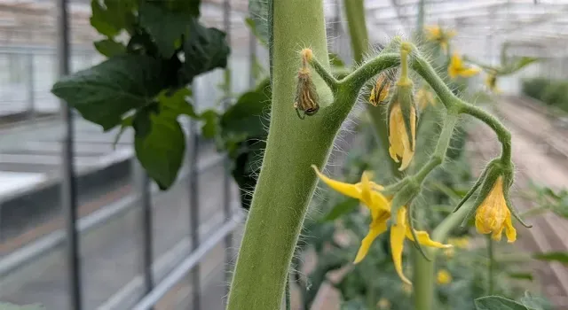Gele tomatenbloemen  aan een tros, met vergeelde steeltjes die verdrogen en afvallen. Bloemval