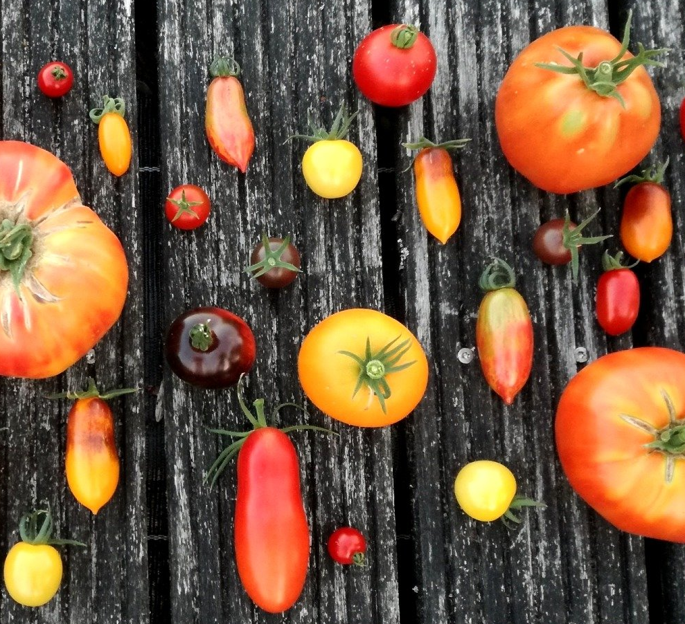 Diverse tomaten in rode, oranje en gele tinten op een verweerde houten ondergrond.
