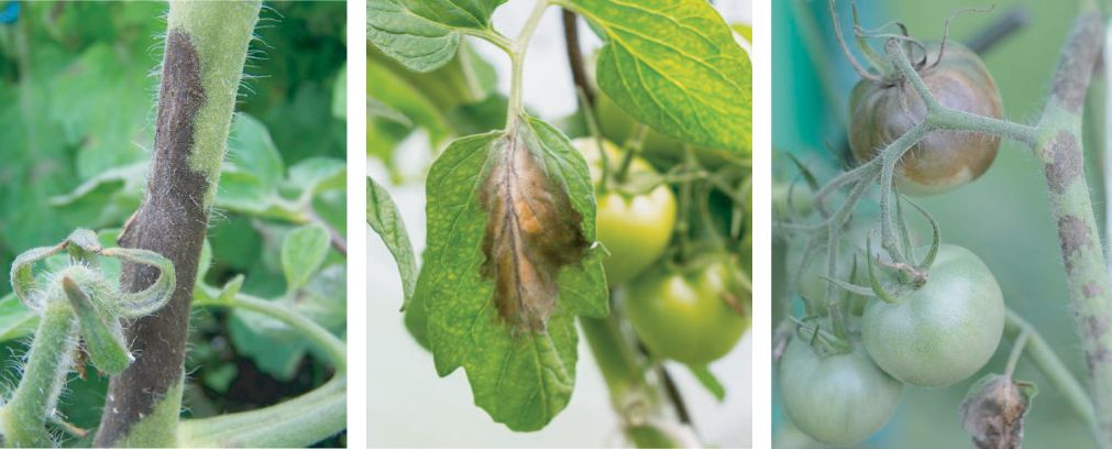 Tomatenplanten vertonen ziekteverschijnselen van Phytophthora, waaronder verkleuring van de stengel en vlekken op de vruchten.