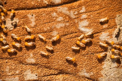 Termites — Gamaliel, KY — Plateau Termite & Pest Control