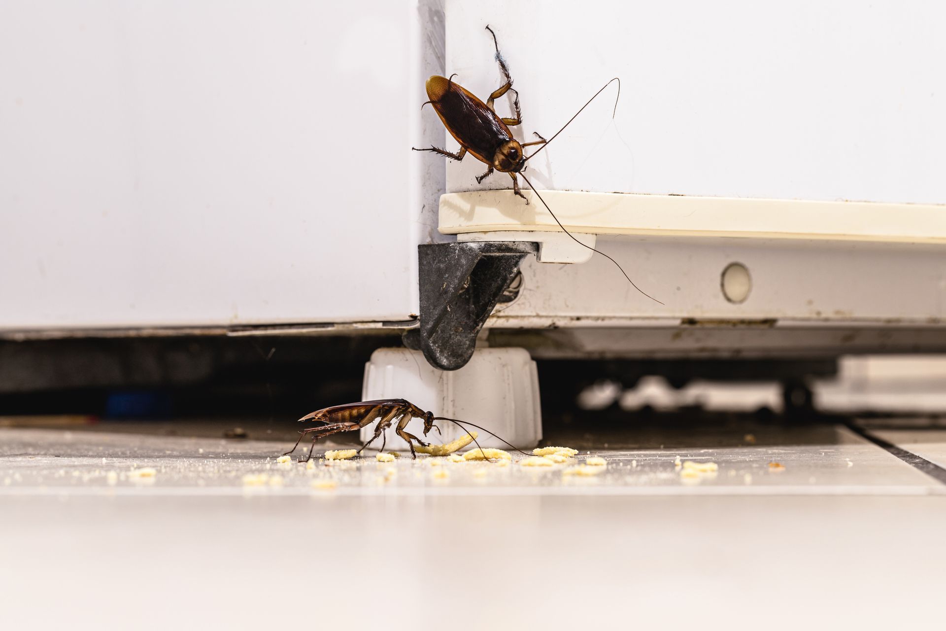 A home in Macon County, TN, in need of pest control