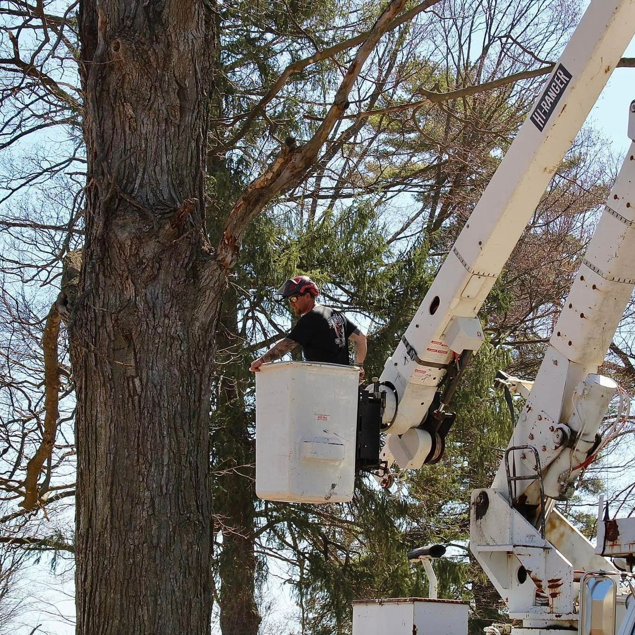 Man in bucket lift trims tree branches on a sunny day.