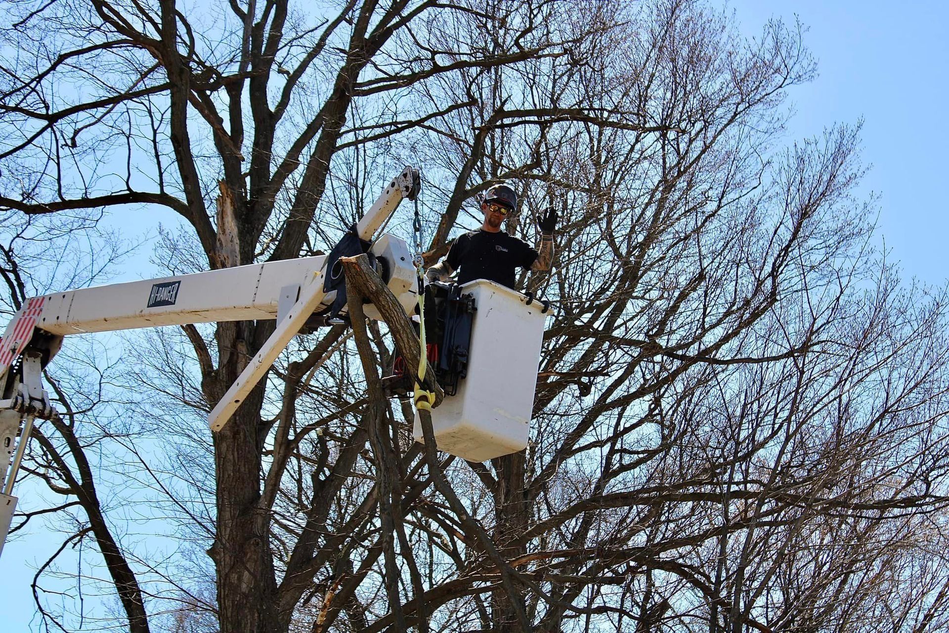Tree worker in bucket truck trimming branches, waving. Bright blue sky, bare tree limbs.