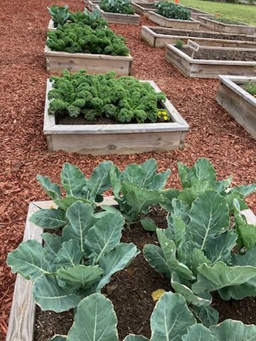 A row of raised wooden garden beds filled with leafy green vegetables, mulched with wood chips.