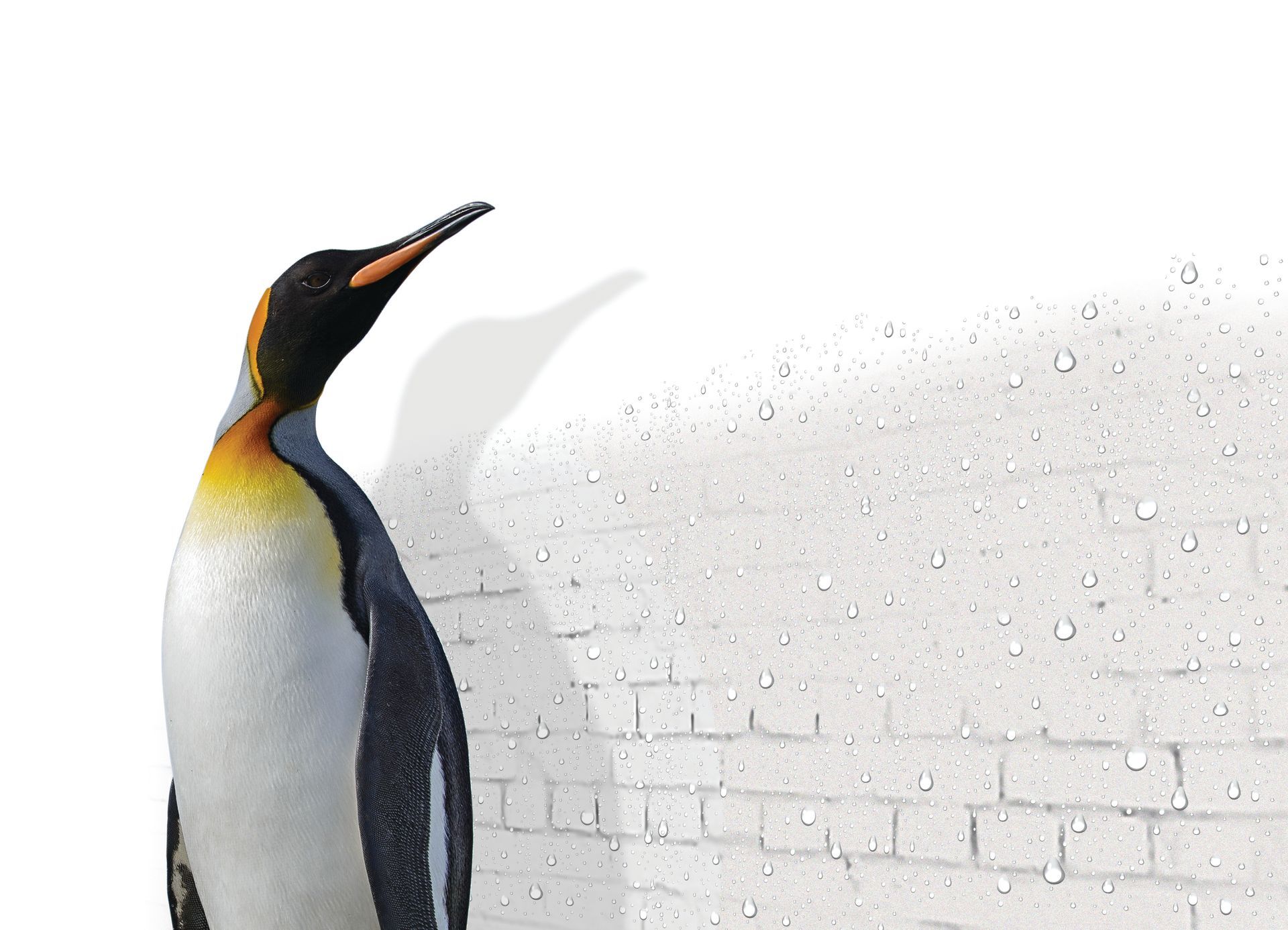 Penguin standing against a white brick wall with a gray abstract background