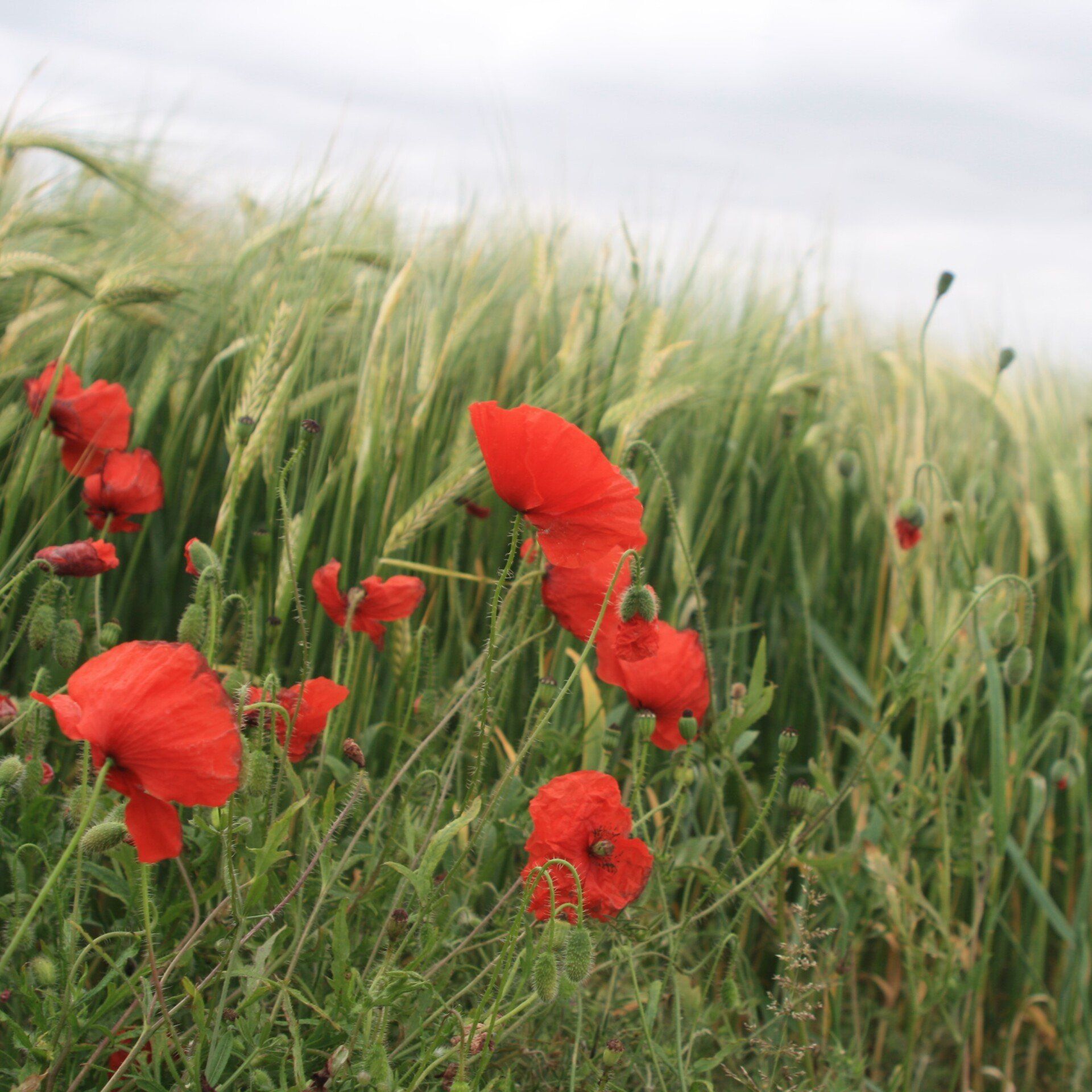 poppies in the wheat