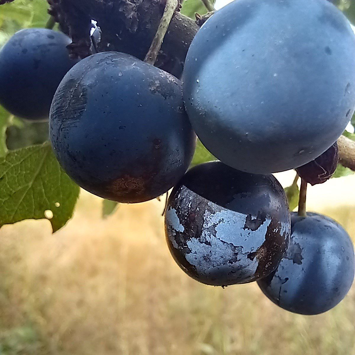 Sloe Berries ripe for picking