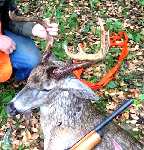 deer