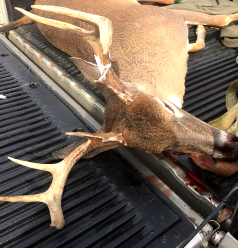 deer