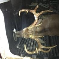 deer