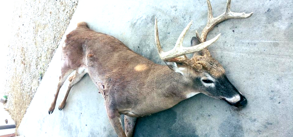 deer