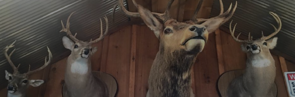 deer