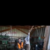 deer