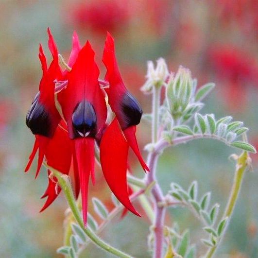 A vibrant Sturt's desert pea flower with bright red petals and shiny black centers, growing on a fuzzy, pale green stem.