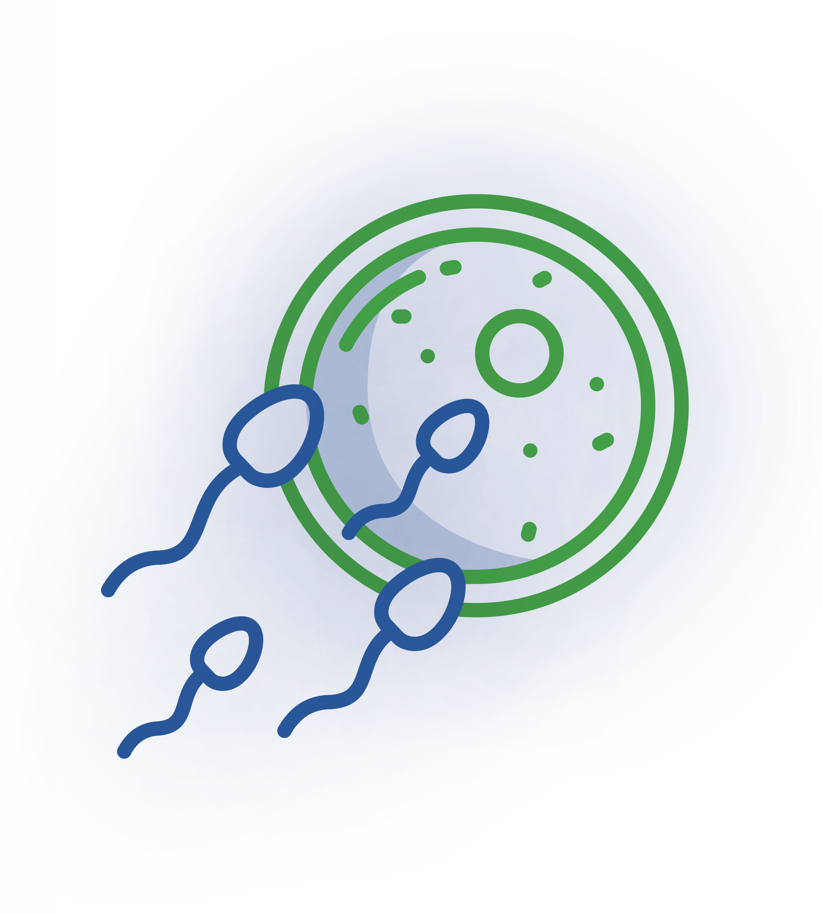 A green-outlined egg cell being approached by three blue sperm cells against a light purple background.