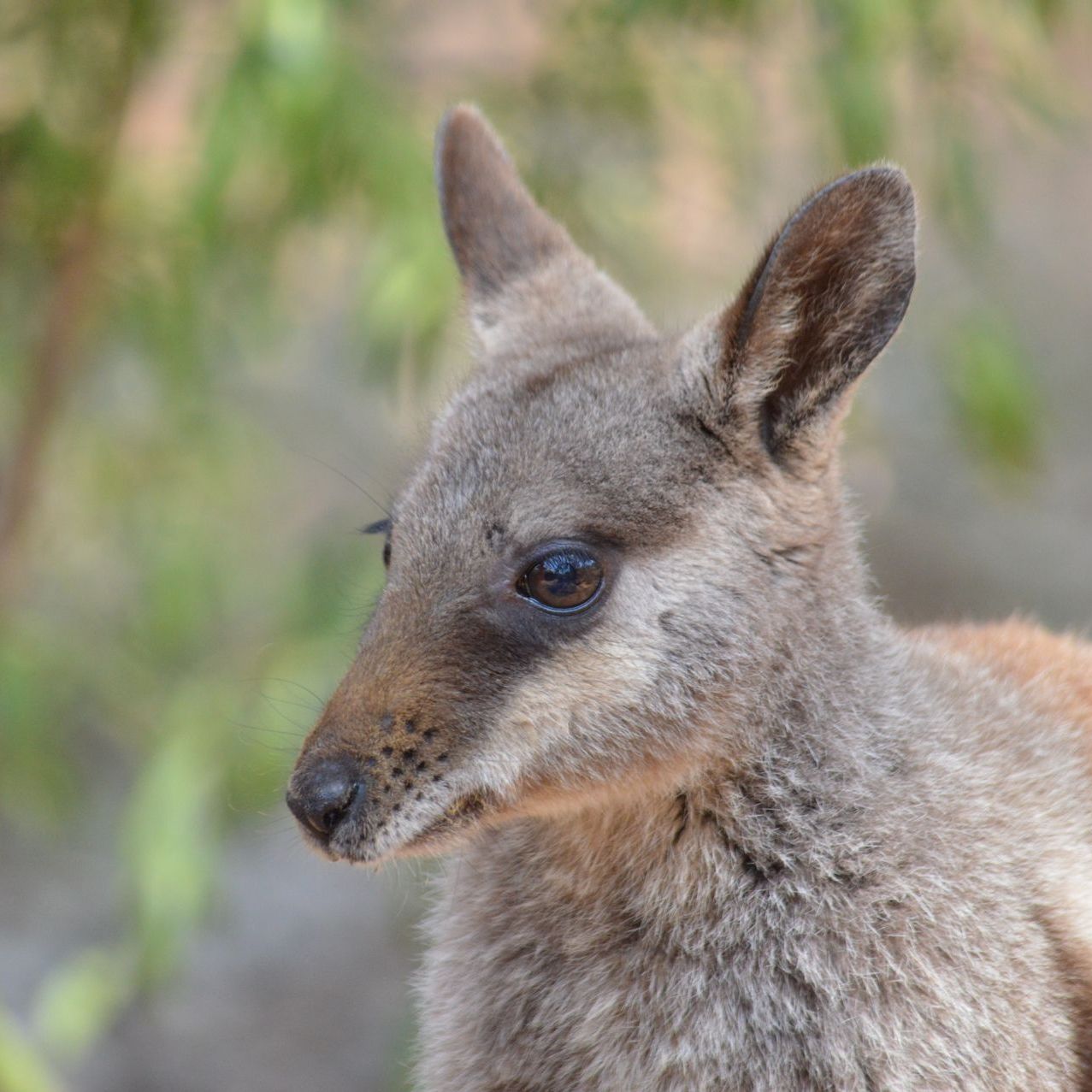 A close-up of a small wallaby with soft brown and grey fur, looking to the side against a blurred, leafy background.