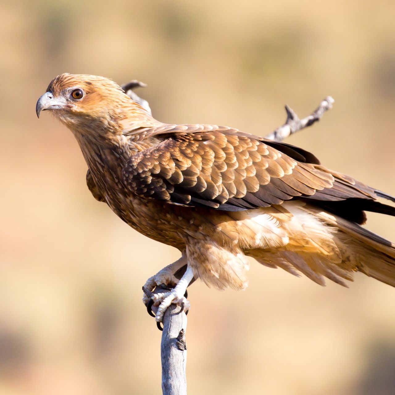 A brown kite with a hooked beak perched on a thin, leafless branch against a soft, out-of-focus background.