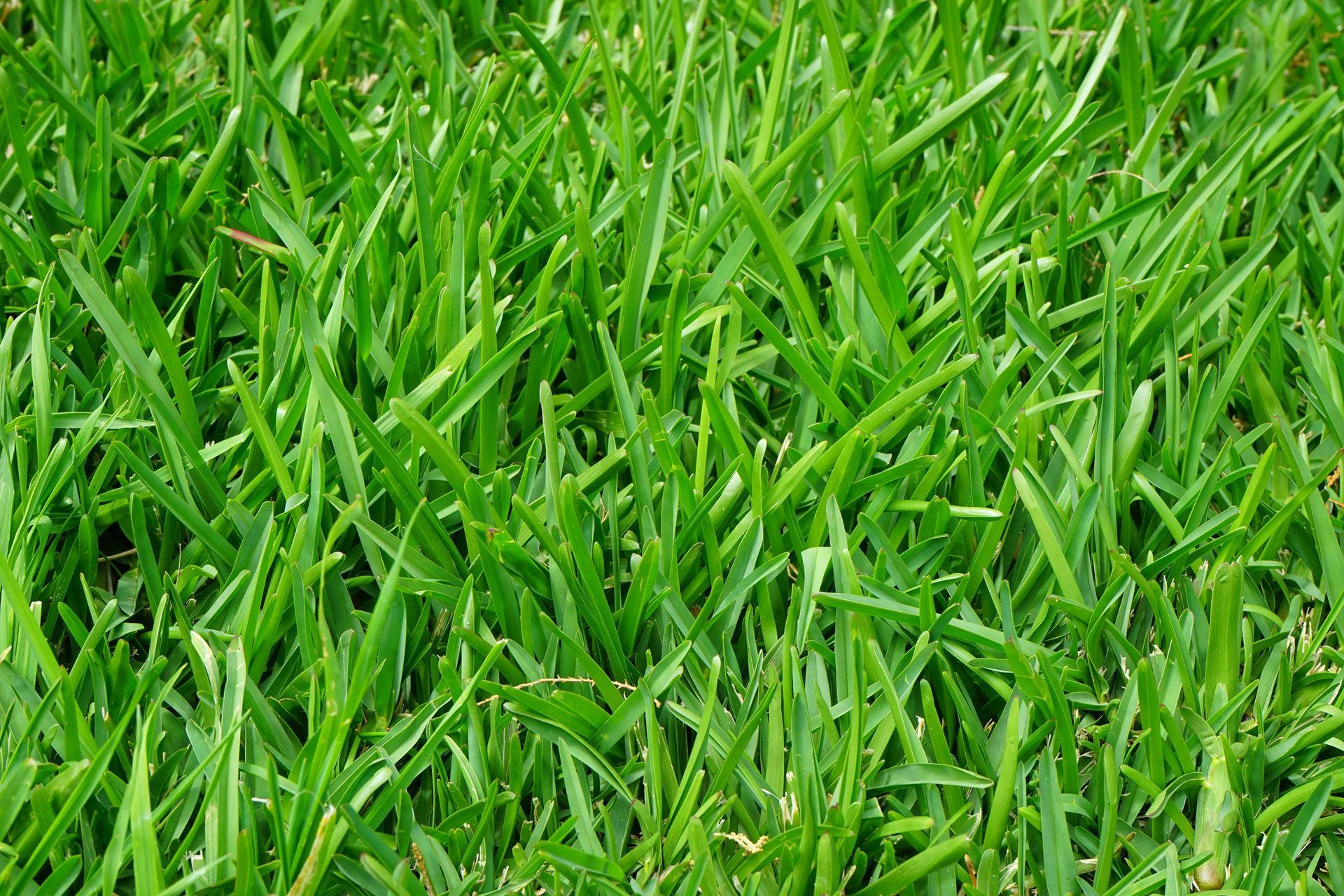 Close-up of bright green grass blades filling the frame