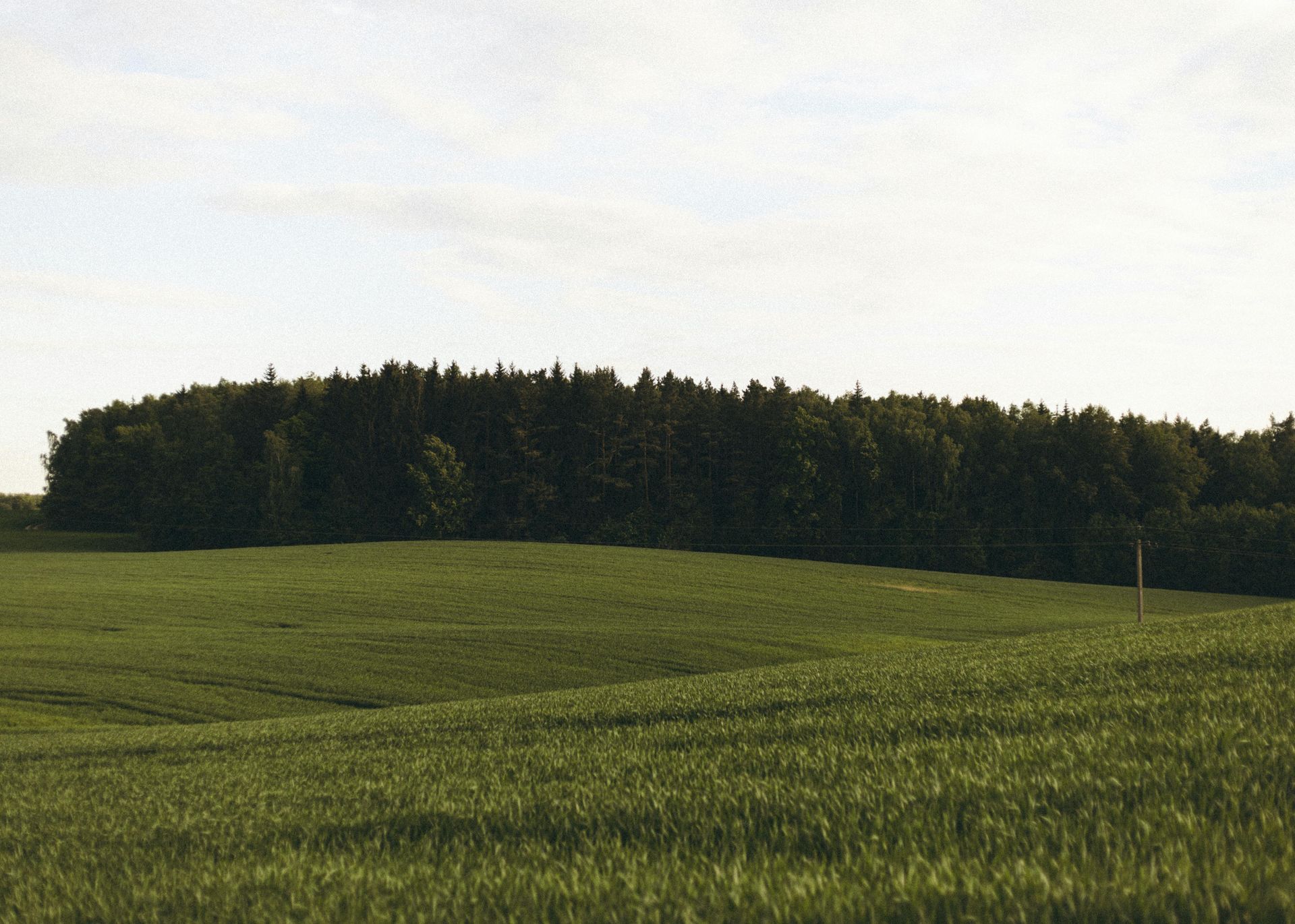 Green field with a dark forest on the horizon under a pale sky
