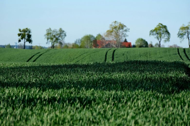 Green crop field with rows of plants, scattered trees, and a small red farmhouse in the distance