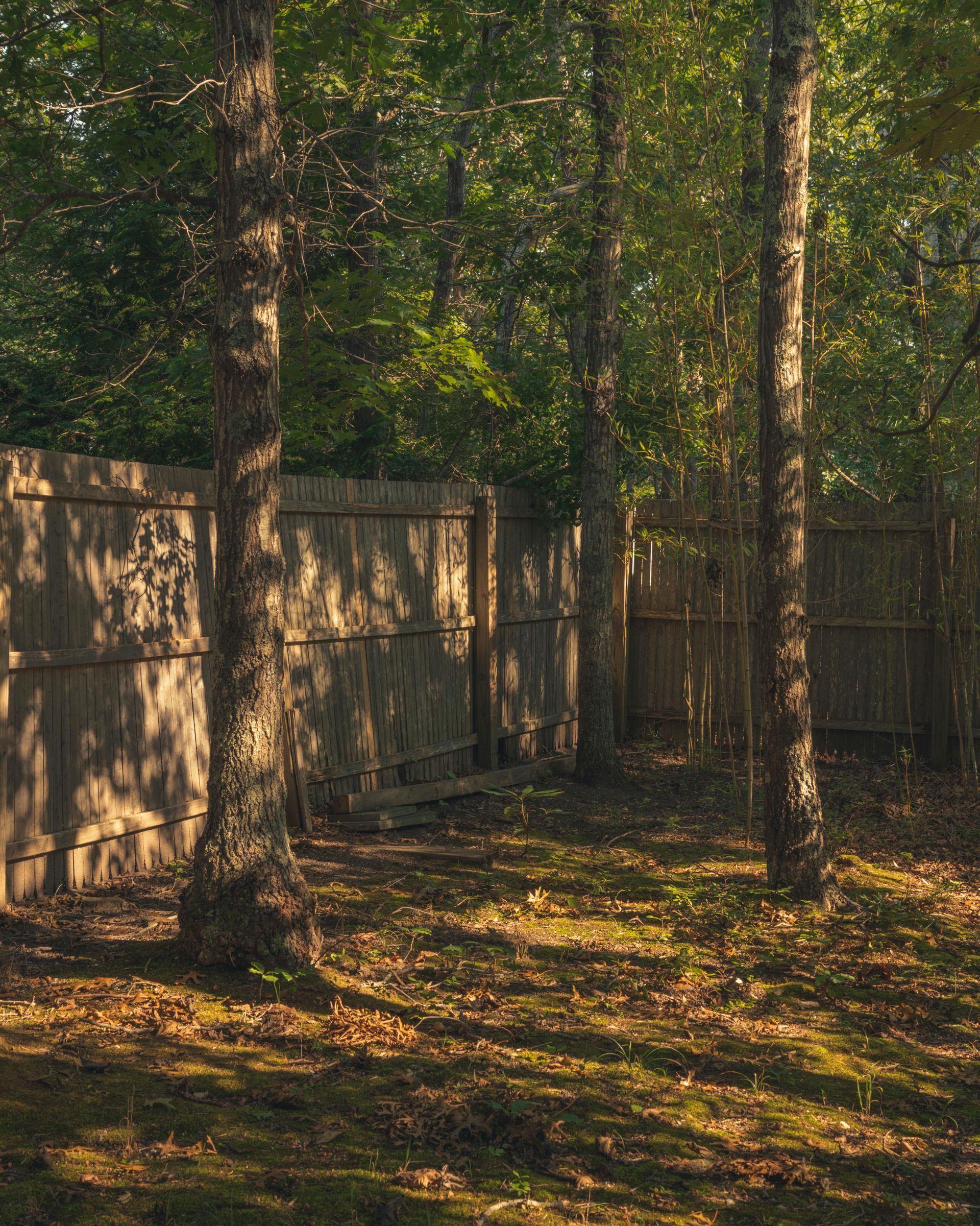 Sunlit wooded yard with tall trees and a wooden fence casting long shadows on the ground