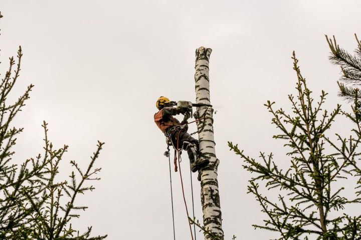 Arborist in safety gear climbing a tall tree trunk with ropes, seen above spring branches against a cloudy sky