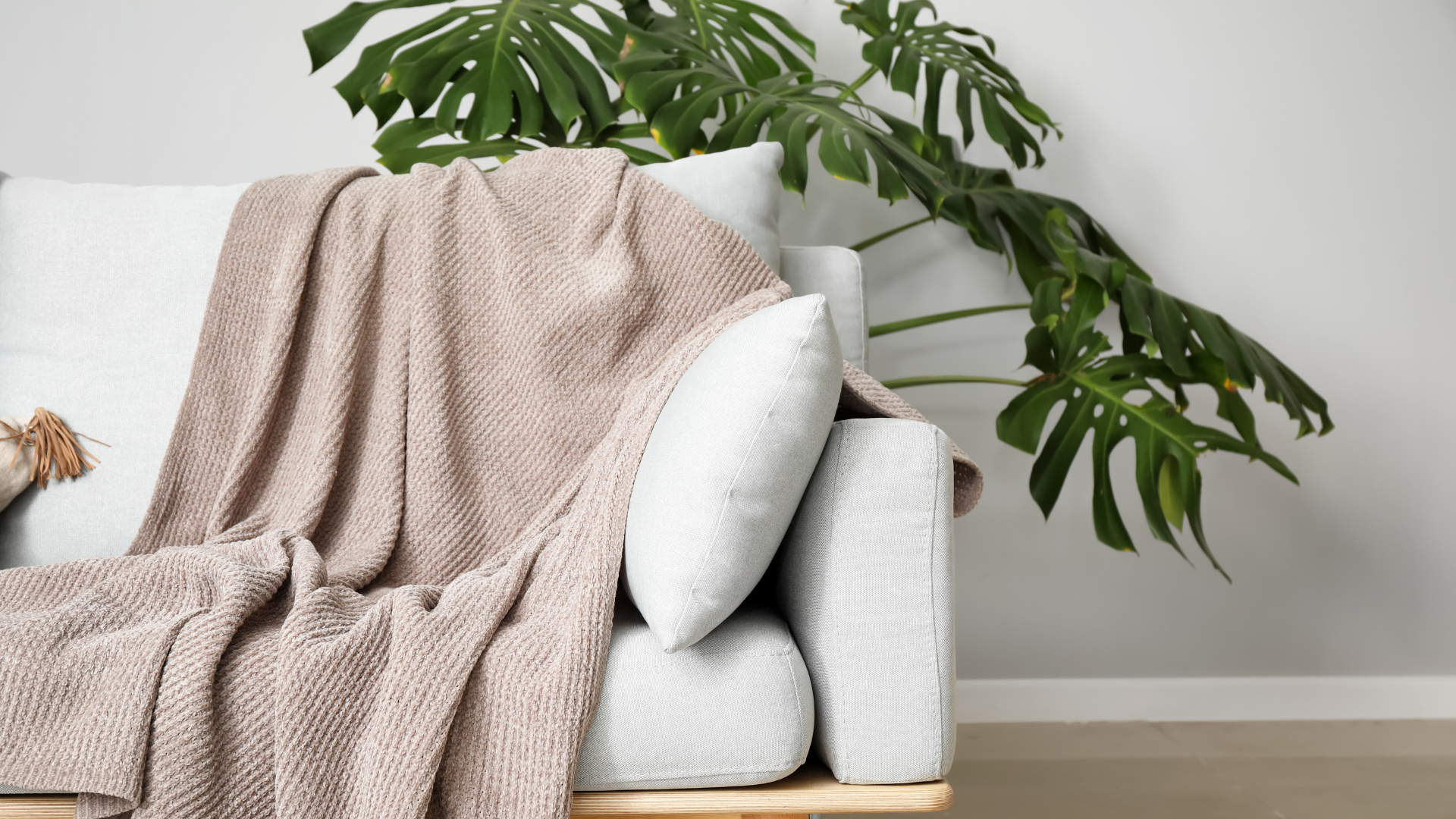 White sofa with beige knit throw and pillow beside a large leafy indoor plant.