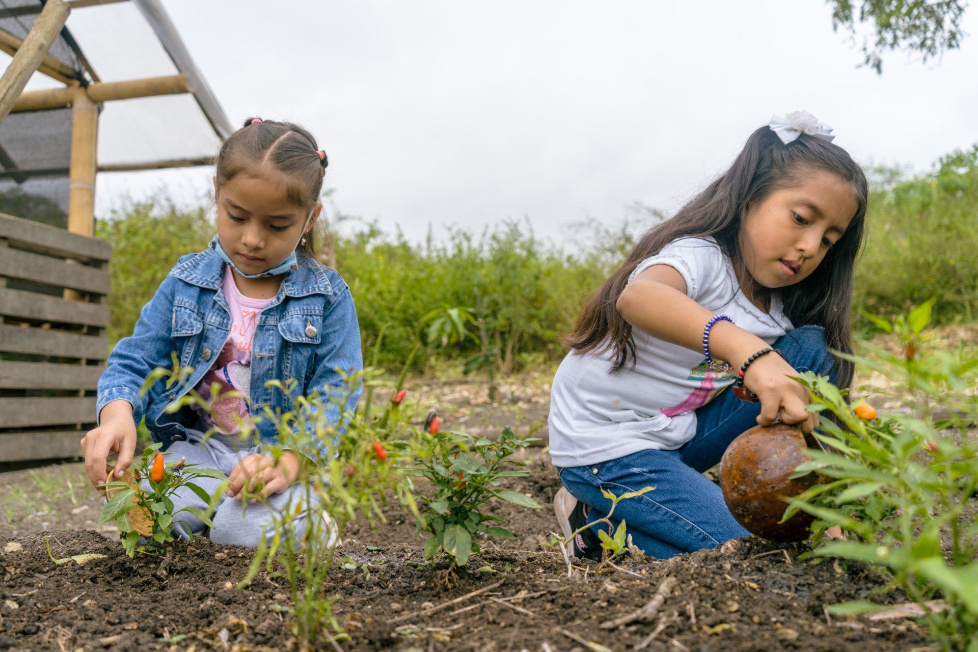 Two young girls gardening, one picking peppers, the other watering plants in a garden.