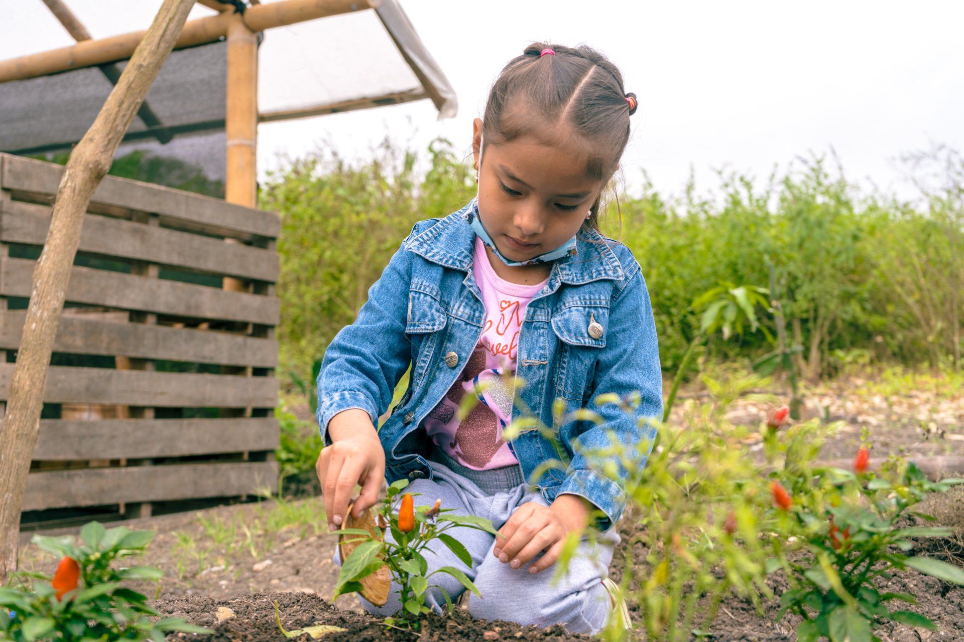 Young girl with pigtails tends to chili pepper plants in a garden, wearing denim jacket.