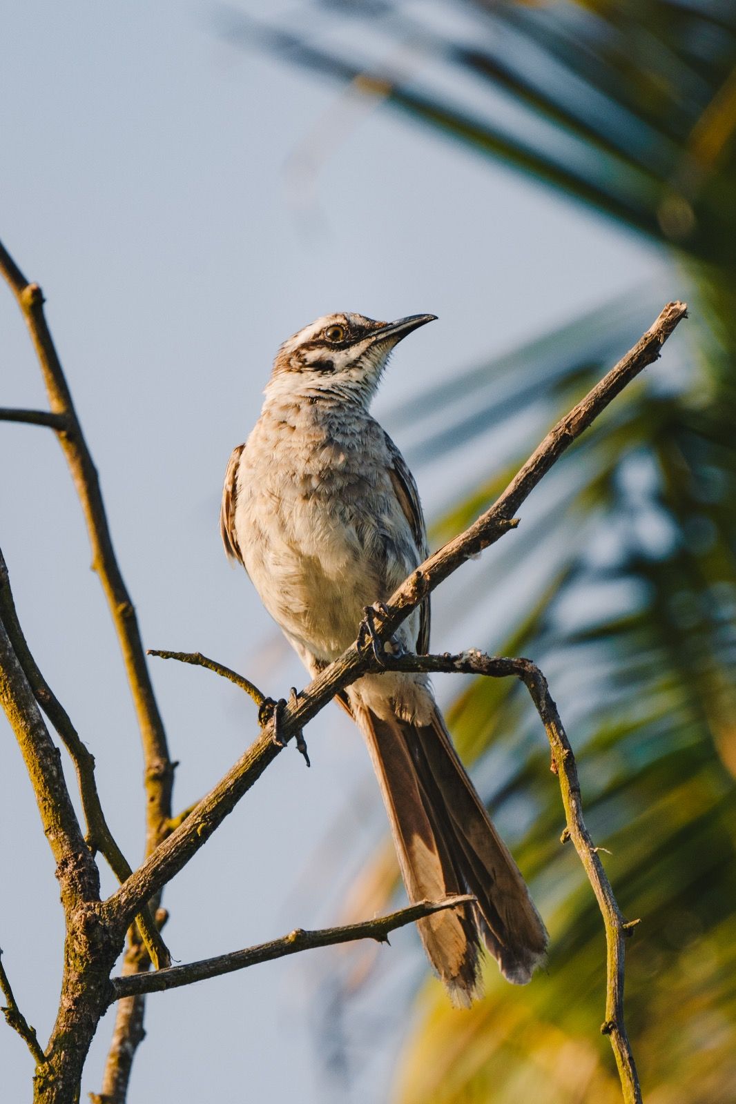 Bird perched on a branch, looking right. Gray, white, and brown plumage. Blue sky background.
