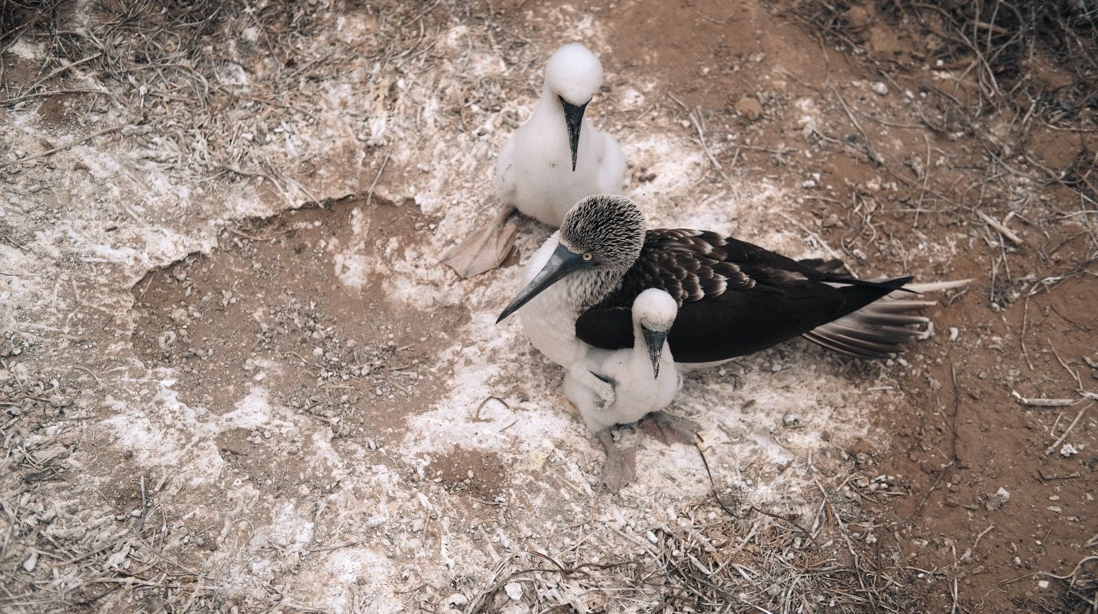 Two blue-footed boobies and their chicks in a nest. One chick stands while the adult sits; both have light blue feet.