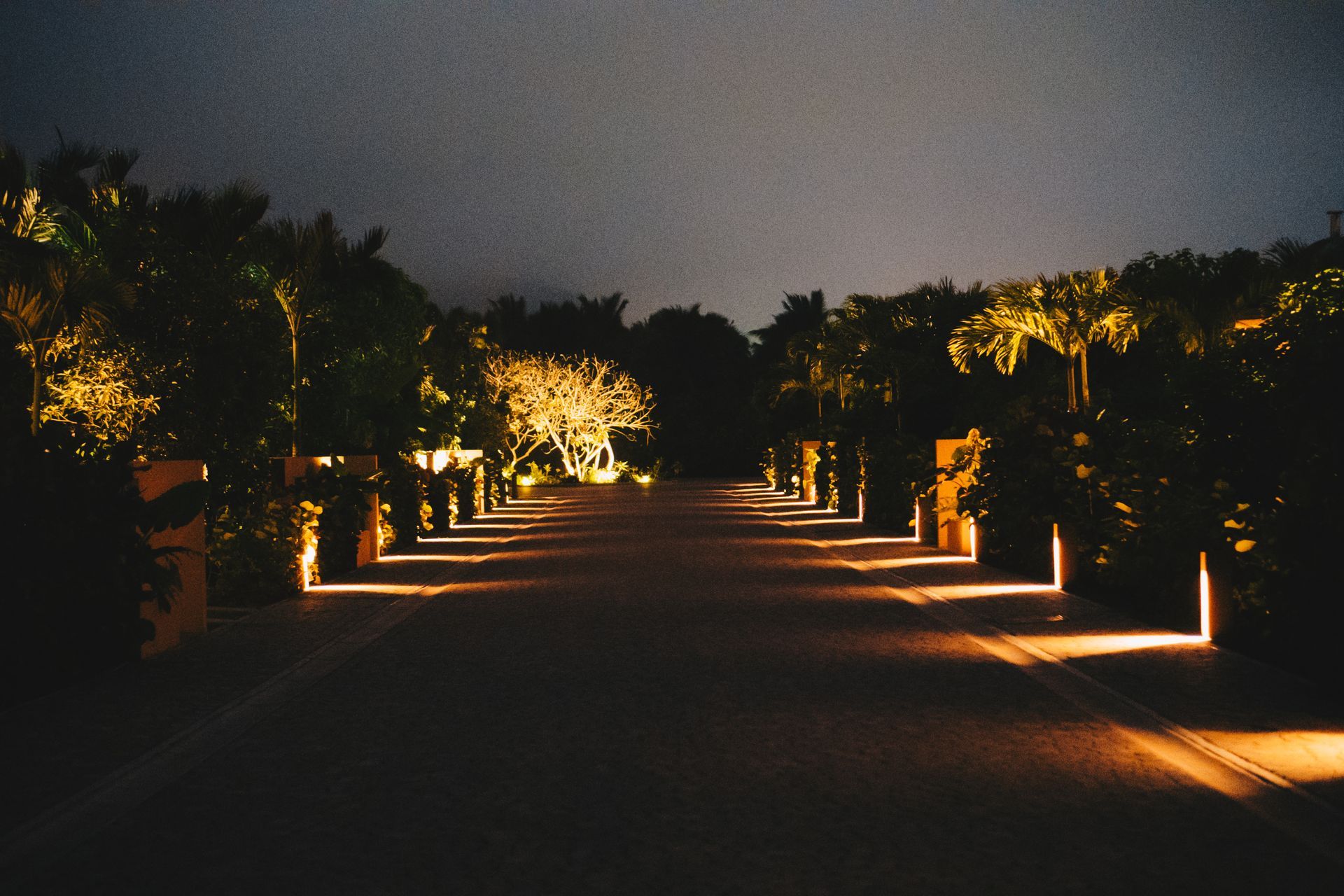 Dark street lined with illuminated trees and lights at night.