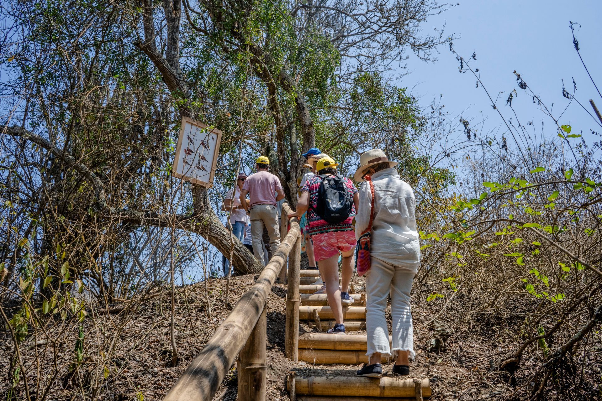 People walking up wooden steps on a trail, surrounded by dense brown foliage.