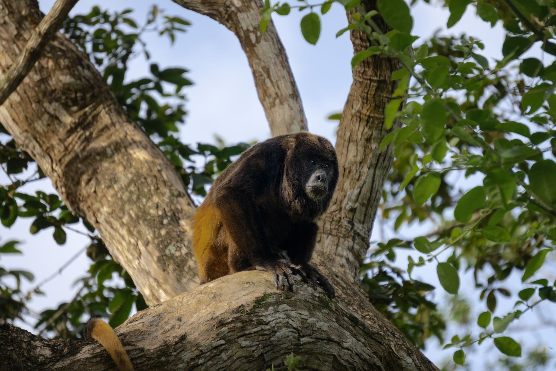 Monkey perched in a tree, looking directly at the camera. Dark brown fur, green leaves.
