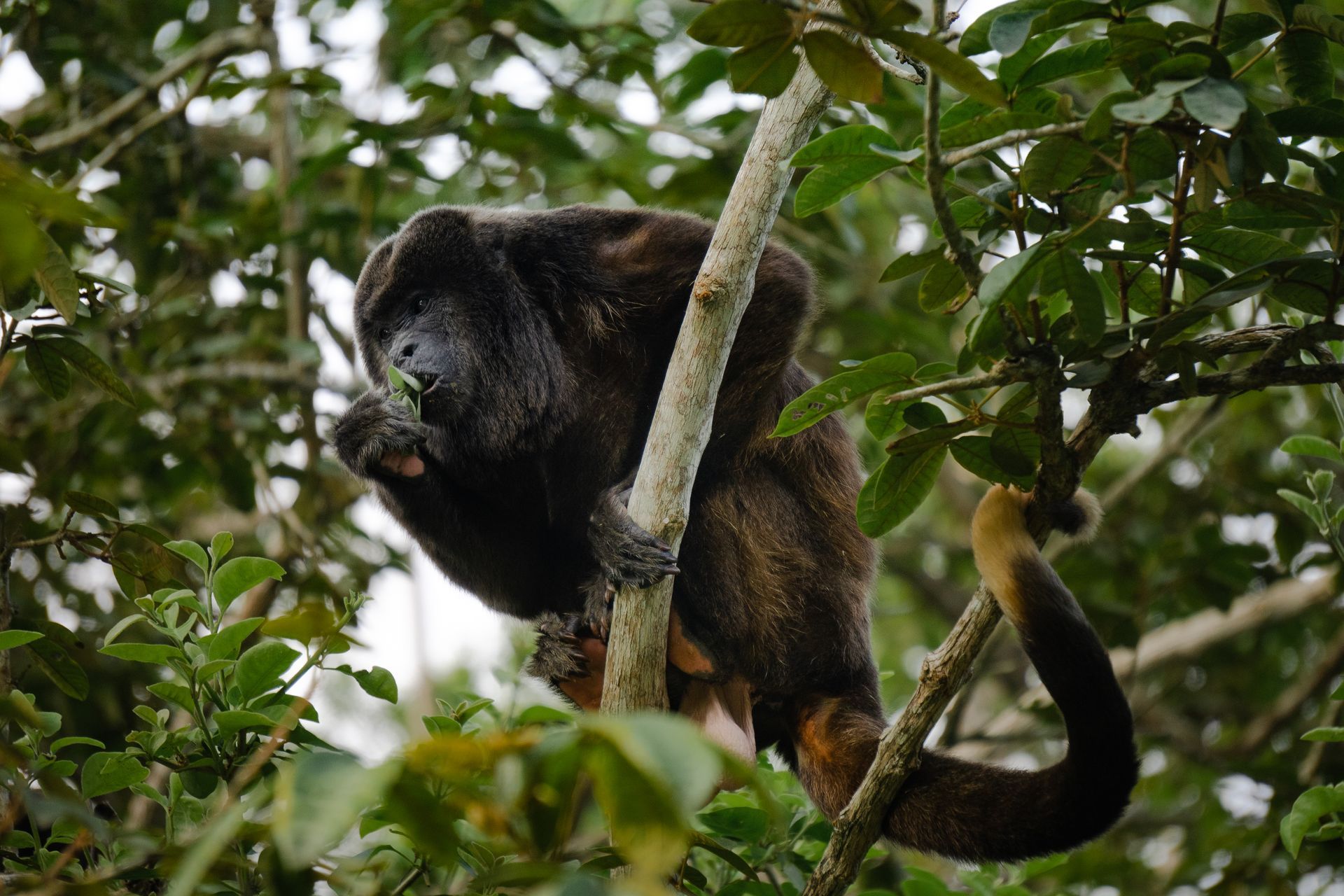 A black monkey with an orange tail sits in a tree, eating leaves.
