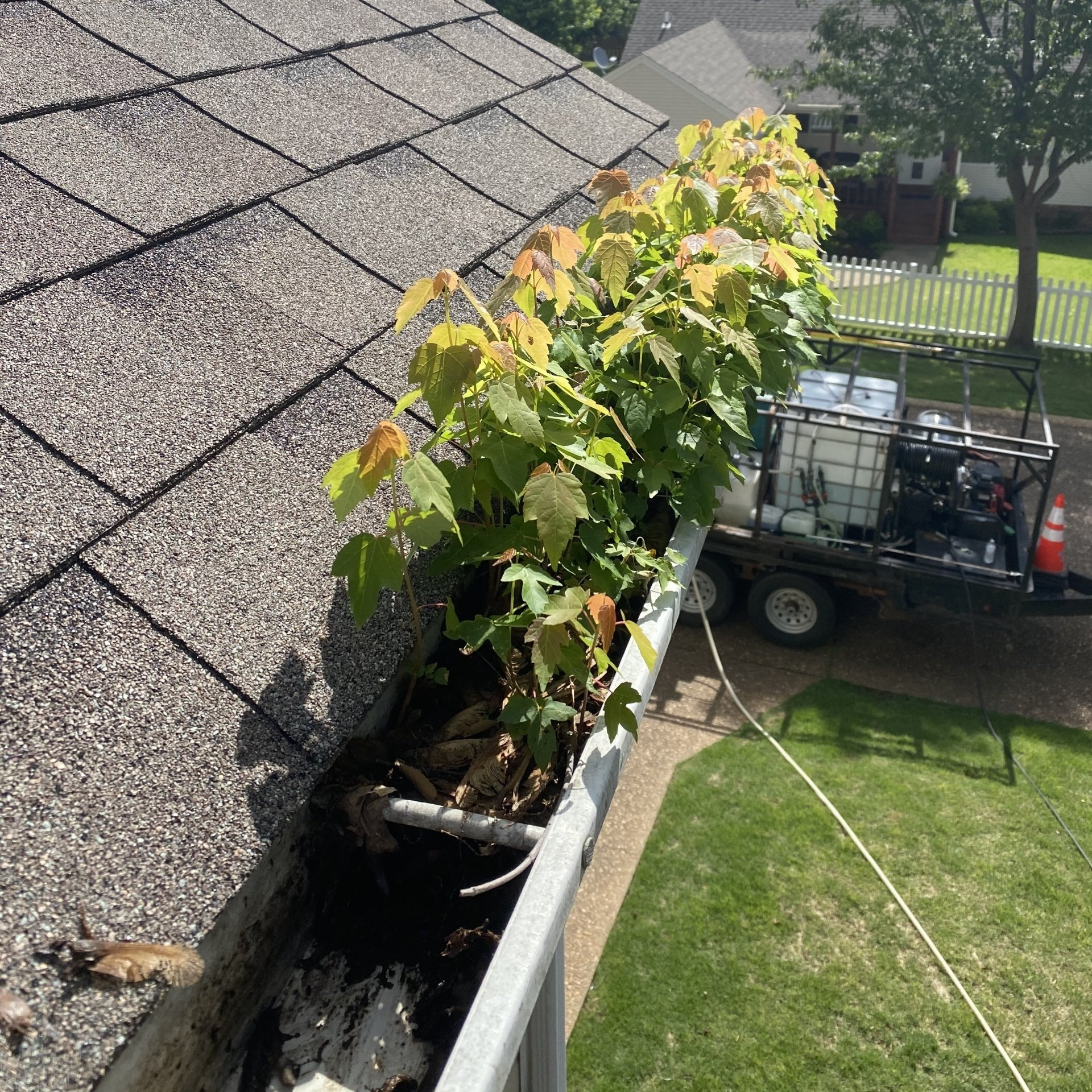Plants growing in gutter