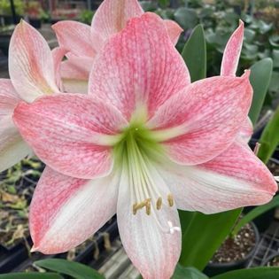 Close-up of a pink and white Amaryllis flower with green center and visible stamens.