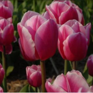Pink and white tulips in a field, with green stems and leaves; sunny outdoor setting.