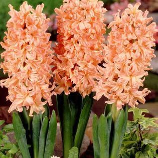 Three peach-colored hyacinth flowers in full bloom with green leaves.